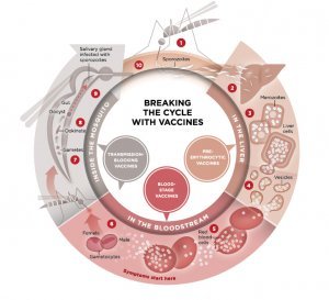 Malaria Breaking Cycle With Vaccines