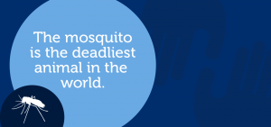 Mosquito ia the deadline animal in the world