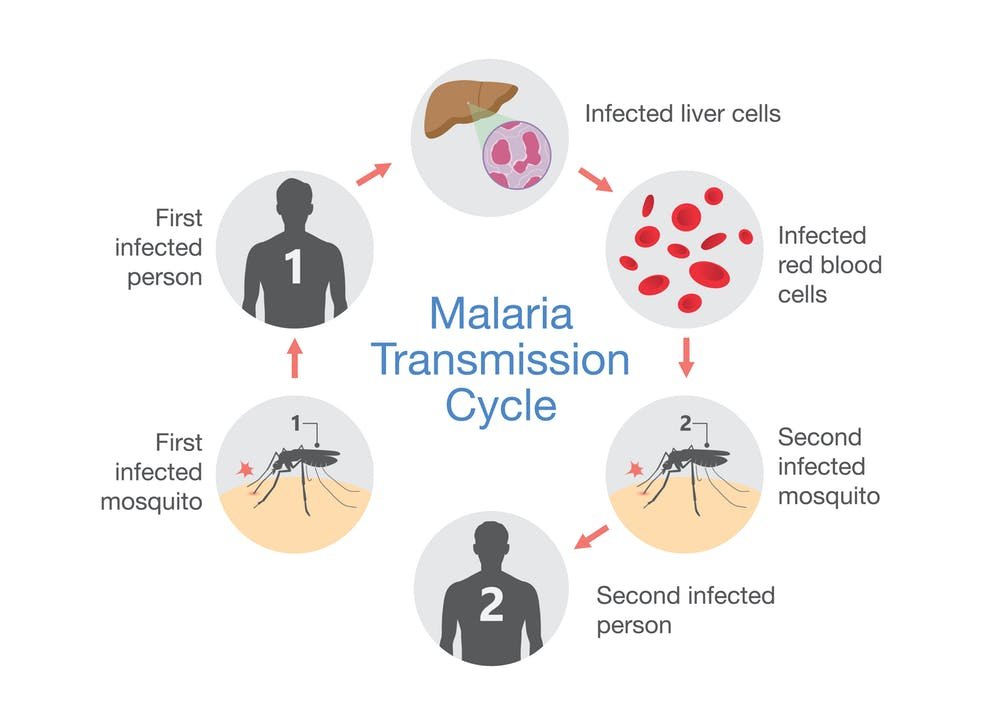 Malaria disease disease health malaria symtoms and precautions