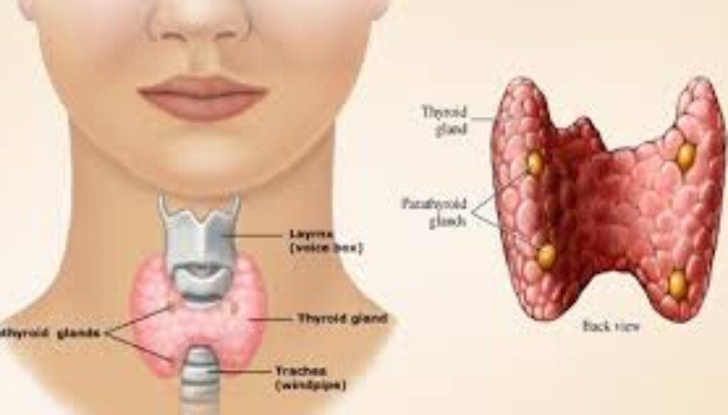 14 Ways to Reclaim Your Thyroid Health