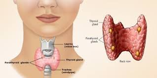 14 Ways to Reclaim Your Thyroid Health